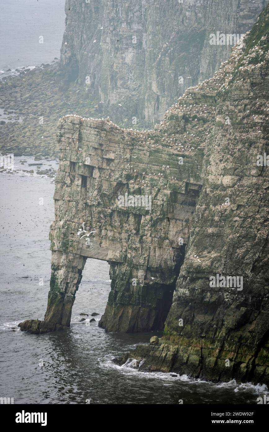 Migliaia di uccelli marini che nidificano sulle scogliere di gesso di Bempton, East Yorkshire, Regno Unito Foto Stock