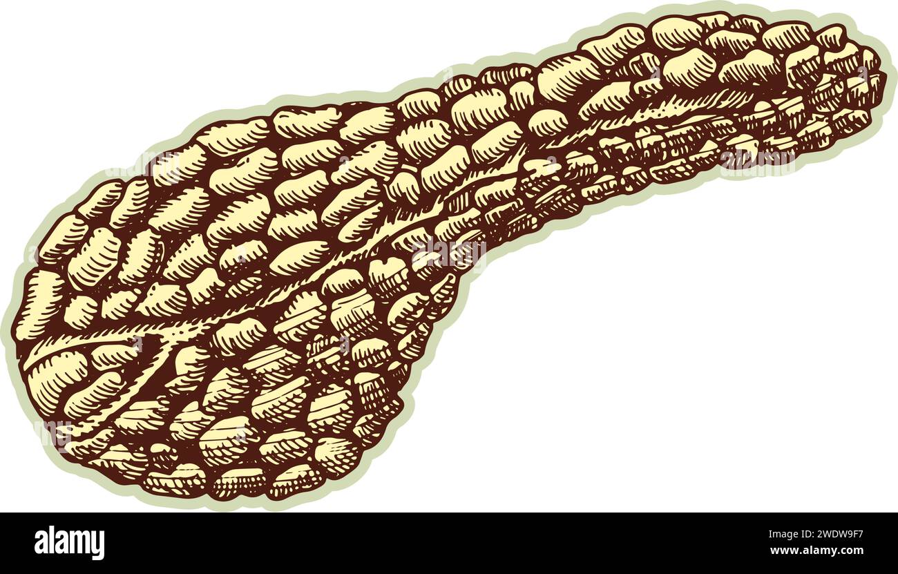 Adesivo del pancreas umano. Organo di schizzo con incisione anatomica vintage isolato su sfondo bianco. Buona idea per disegnare poster di medicina retrò in mano Illustrazione Vettoriale