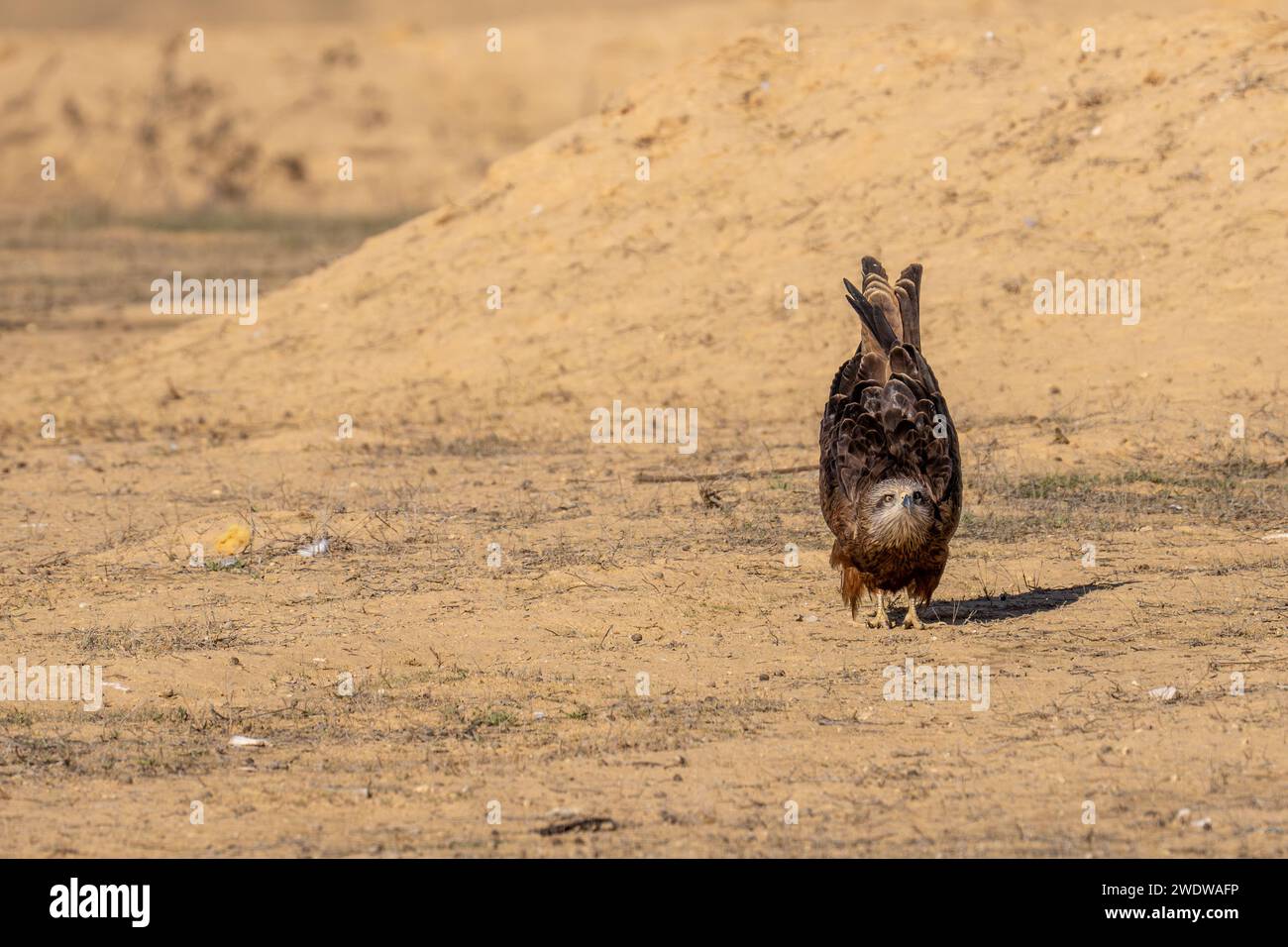 Aquilone nero (Milvus migrans) che vagava per terra fotografato in Israele a dicembre l'aquilone nero (Milvus migrans) è un uccello di medie dimensioni preda i Foto Stock