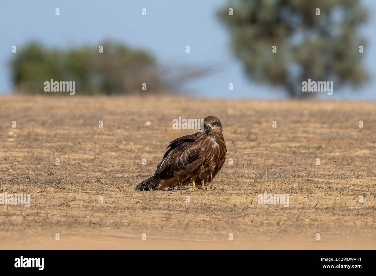 Aquilone nero (Milvus migrans) che vagava per terra fotografato in Israele a dicembre l'aquilone nero (Milvus migrans) è un uccello di medie dimensioni preda i Foto Stock