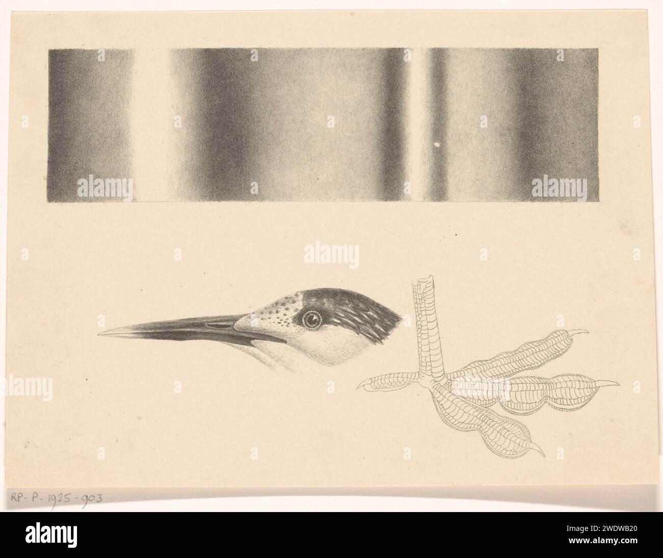 Studio della testa e della gamba di un uccello, Balthasar Meisner, 1894 - 1925 stampa in alto un rettangolo con sfumature di colore diverse di grigio. uccelli di carta (+ testa di un animale). uccelli (+ artigli, zampe di un animale) Foto Stock Studio della testa e della gamba di un uccello, Balthasar Meisner, 1894 - 1925 stampa in alto un rettangolo con sfumature di colore diverse di grigio. uccelli di carta (+ testa di un animale). uccelli (+ artigli, zampe di un animale) Foto Stock