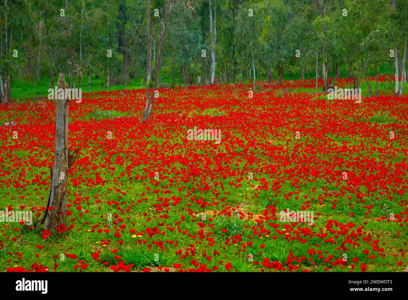 Israele, Un campo di fiori selvatici primaverili Anemone coronaria (Poppy Anemone). Questo fiore può apparire in diversi colori. Principalmente rosso, ma anche viola, b Foto Stock