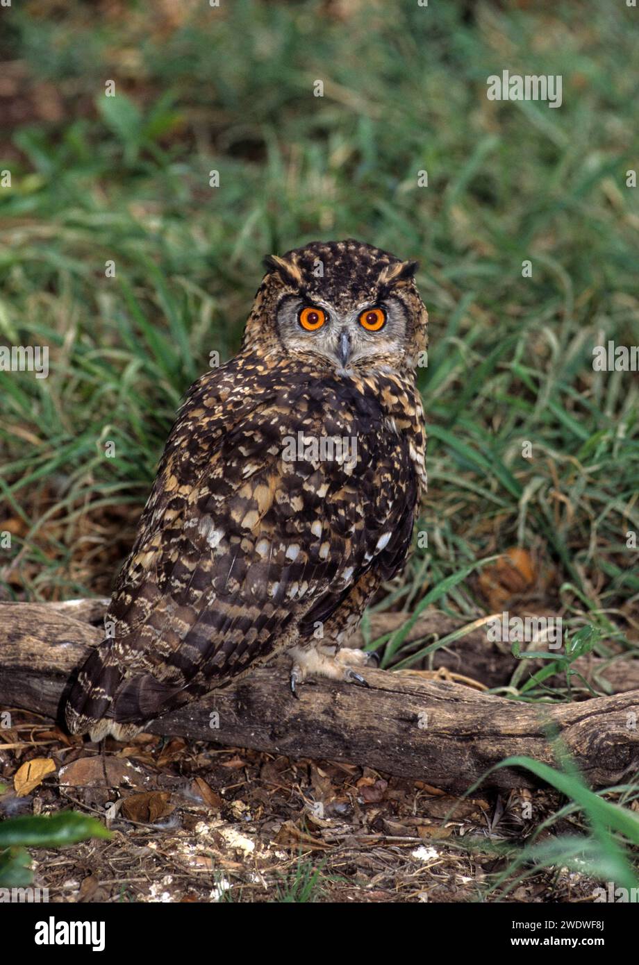 Capo gufo reale (Bubo capensis). Questa grande gufo si trova nelle aree dell'Africa orientale e meridionale. Si nutre di lepri e piccoli mammiferi, nonché su Foto Stock Capo gufo reale (Bubo capensis). Questa grande gufo si trova nelle aree dell'Africa orientale e meridionale. Si nutre di lepri e piccoli mammiferi, nonché su Foto Stock