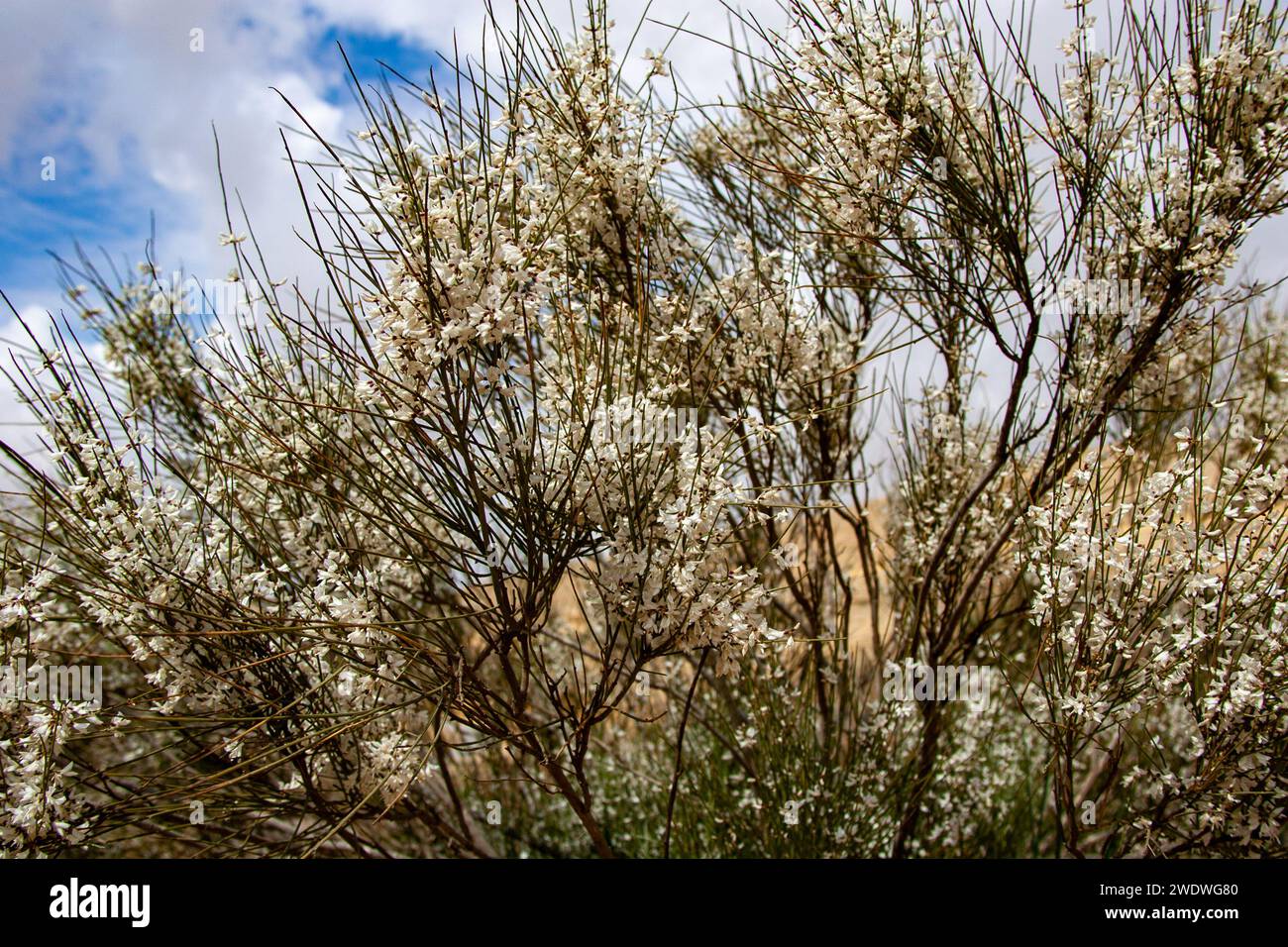 Primo piano dei fiori bianchi della scopa bianca Retama Rainetam fotografata nelle pianure costiere del Mediterraneo, Israele a marzo Foto Stock