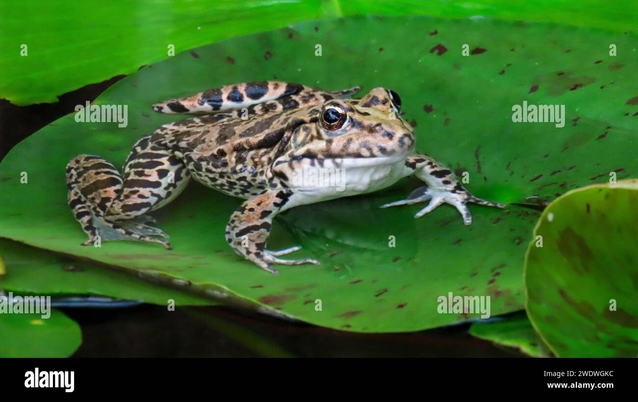 Il rospo comune africano o rospo gutturale (Sclerophrys gutturalis) è una specie di rospo della famiglia Bufonidae. Foto Stock