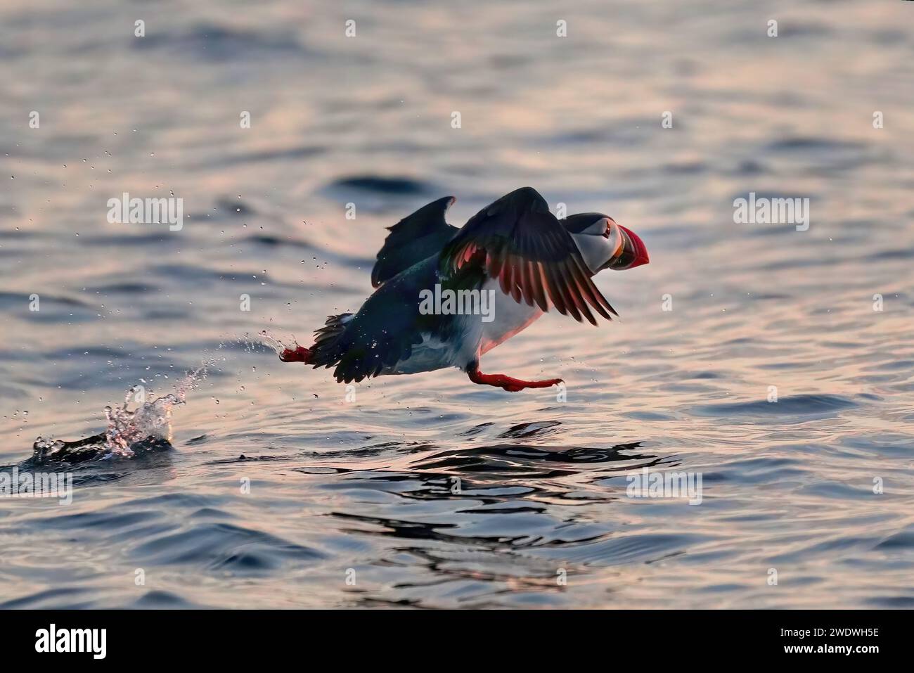Norvegia, Vesteralen, isola degli uccelli di Bleiksøya, safari di mezzanotte alle balene, decollo delle pulcinelle di mare Foto Stock