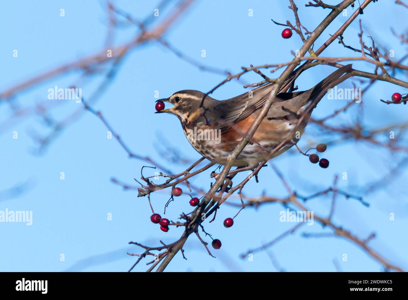 Un uccello redwing (Turdus iliacus) che si nutre di bacche di biancospino rosso in un albero durante l'inverno, Inghilterra, Regno Unito Foto Stock