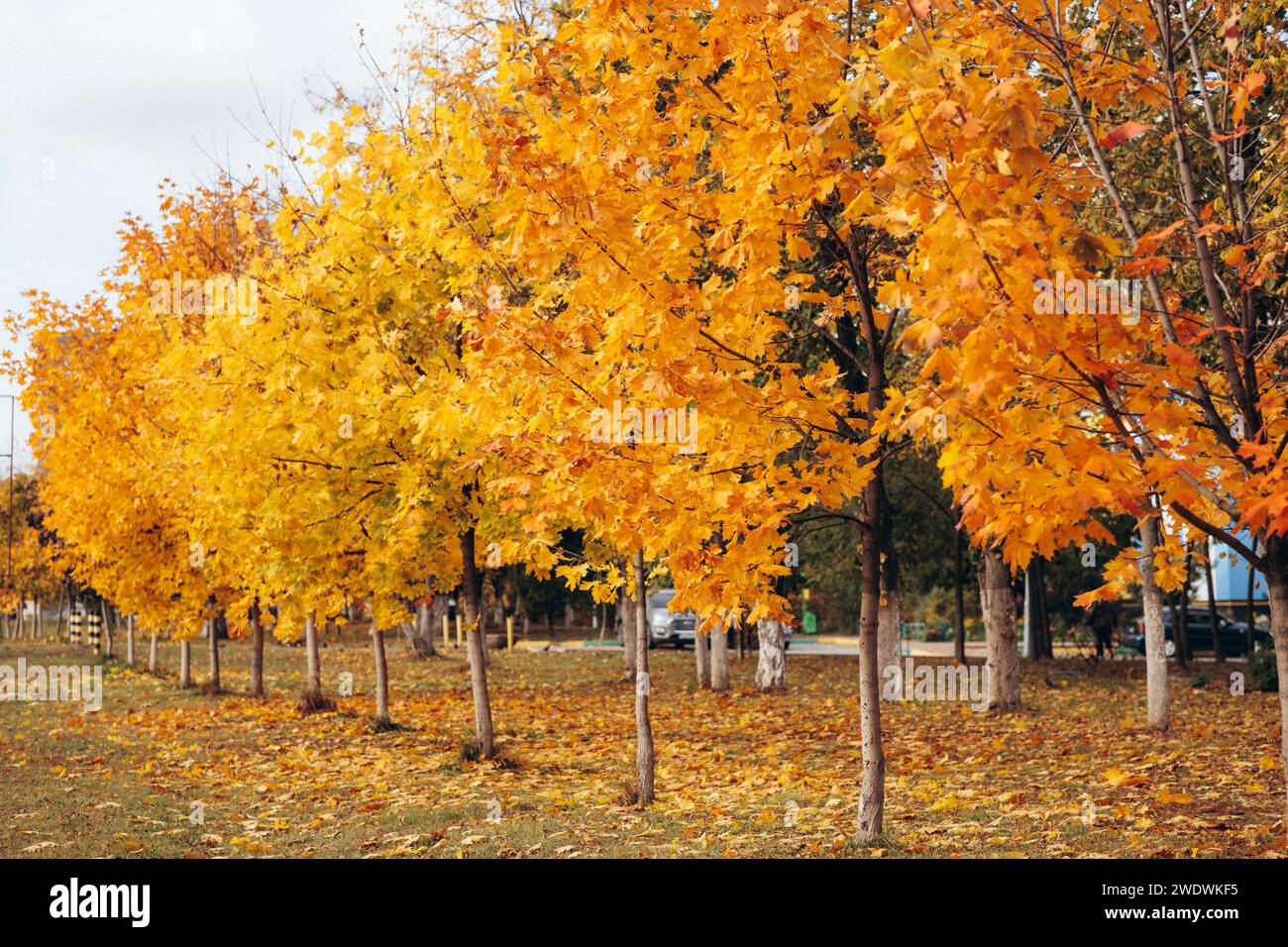 foglie gialle sull'albero, autunno. Foto di alta qualità Foto Stock