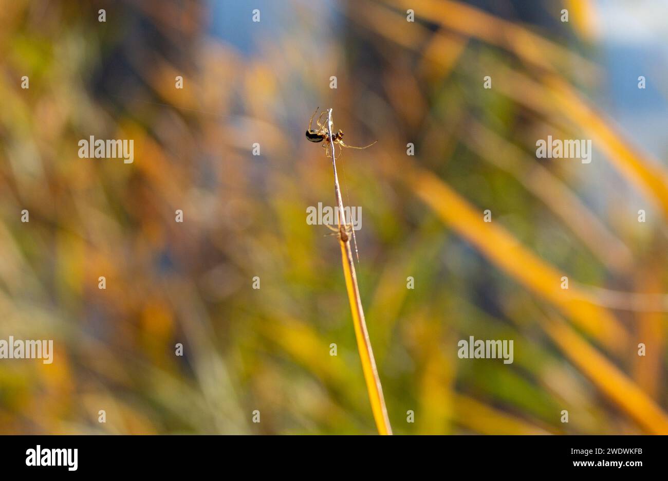 Lotta di due ragni Foto Stock