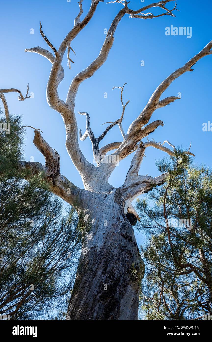 Incredibile albero di eucalipto morto nel sole brillante dell'Australia Occidentale Foto Stock