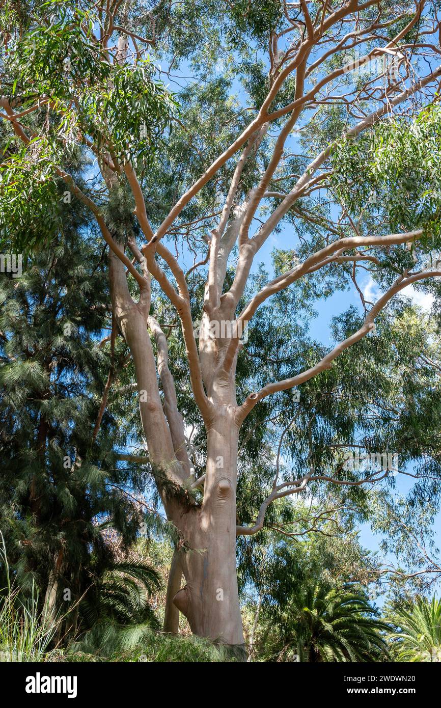 Incredibile albero di eucalipto nel sole brillante dell'Australia Occidentale Foto Stock