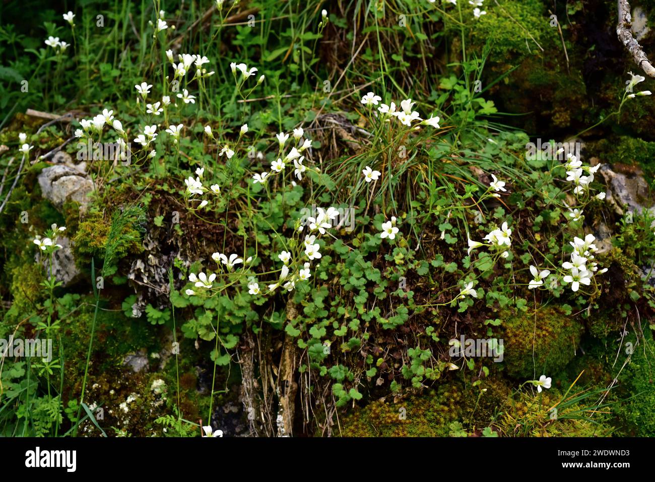 Il saxifrage di prato (Saxifraga granulata) è un'erba perenne originaria dell'Europa e del Nord Africa. Questa foto è stata scattata a Babia, provincia di Leon, Castilla-L. Foto Stock