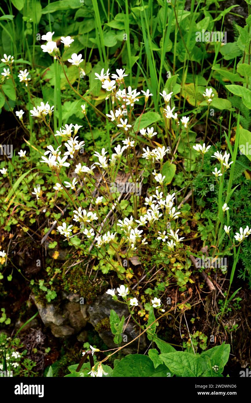 Il saxifrage di prato (Saxifraga granulata) è un'erba perenne originaria dell'Europa e del Nord Africa. Questa foto è stata scattata a Babia, provincia di Leon, Castilla-L. Foto Stock