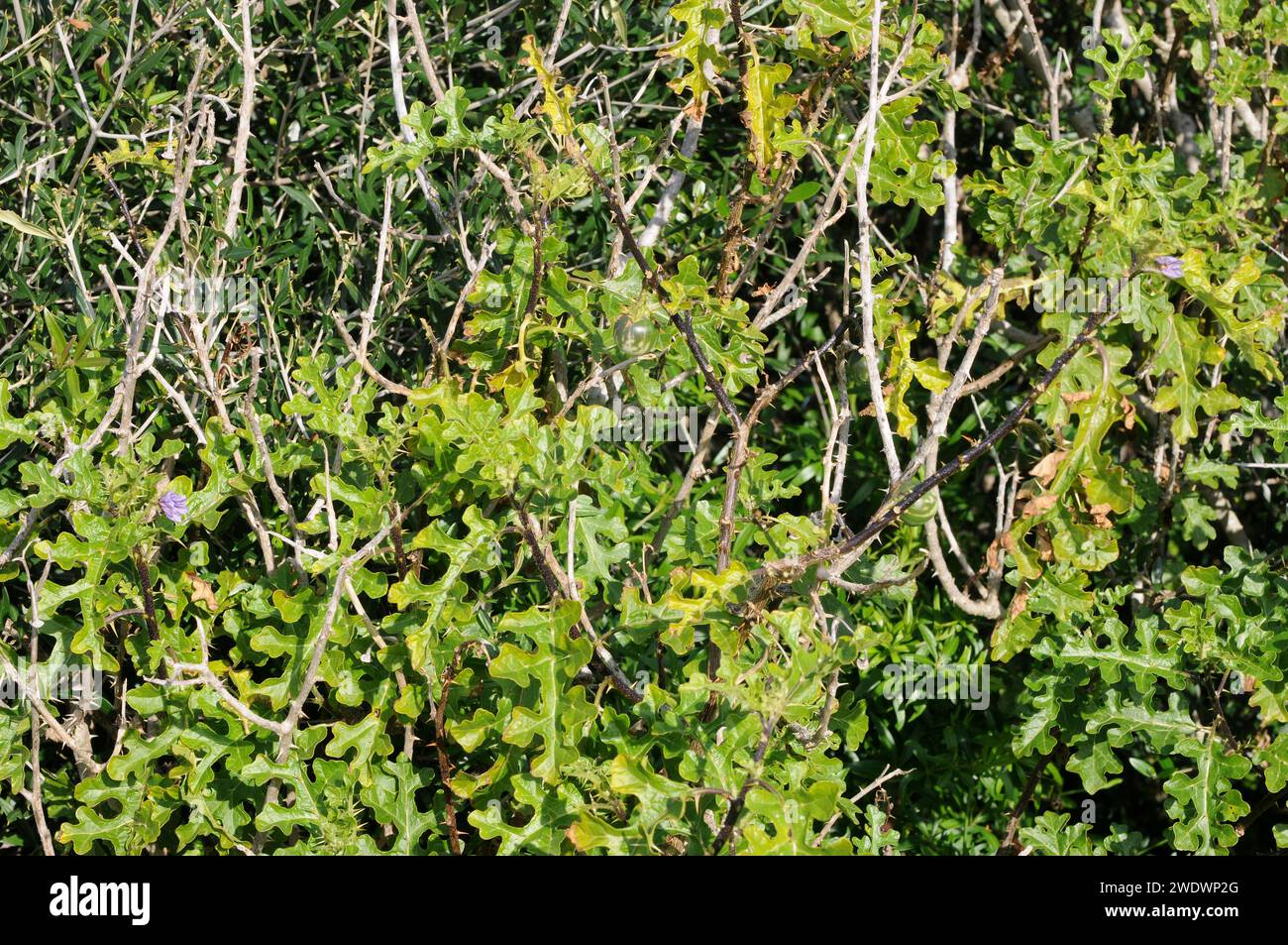 La mela del Diavolo (Solanum linnaeanum o Solanum sodomeum) è un arbusto spinoso originario del Sudafrica e naturalizzato in altre regioni come una B mediterranea Foto Stock