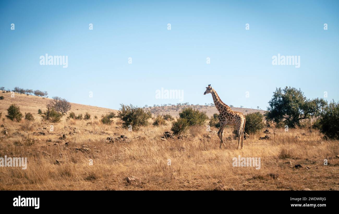 Giraffa nel suo habitat naturale in un'area protetta nella provincia di Gauteng in Sudafrica Foto Stock