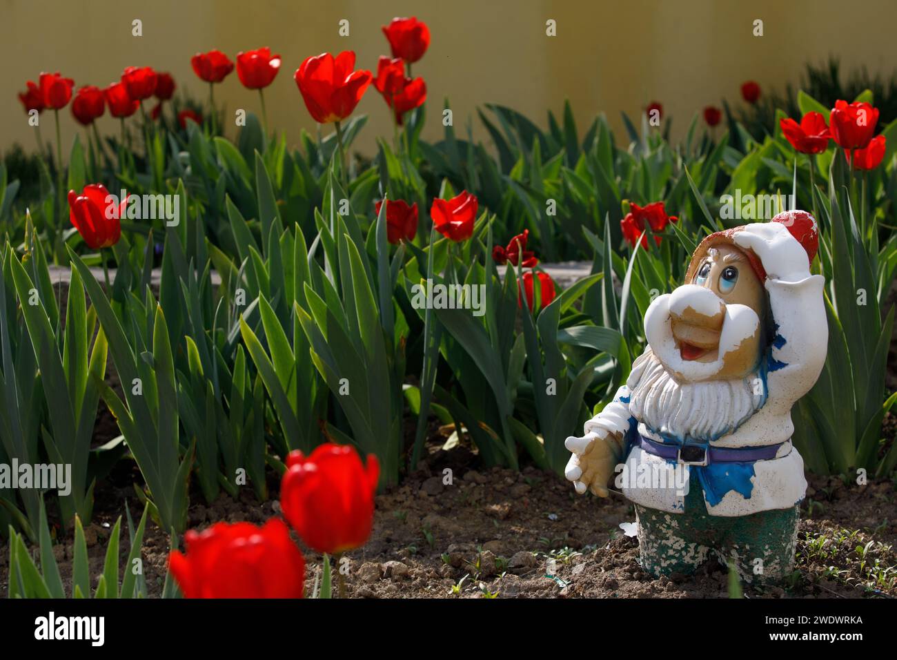 nel giardino crescono insoliti tulipani rossi. Foto di alta qualità Foto Stock