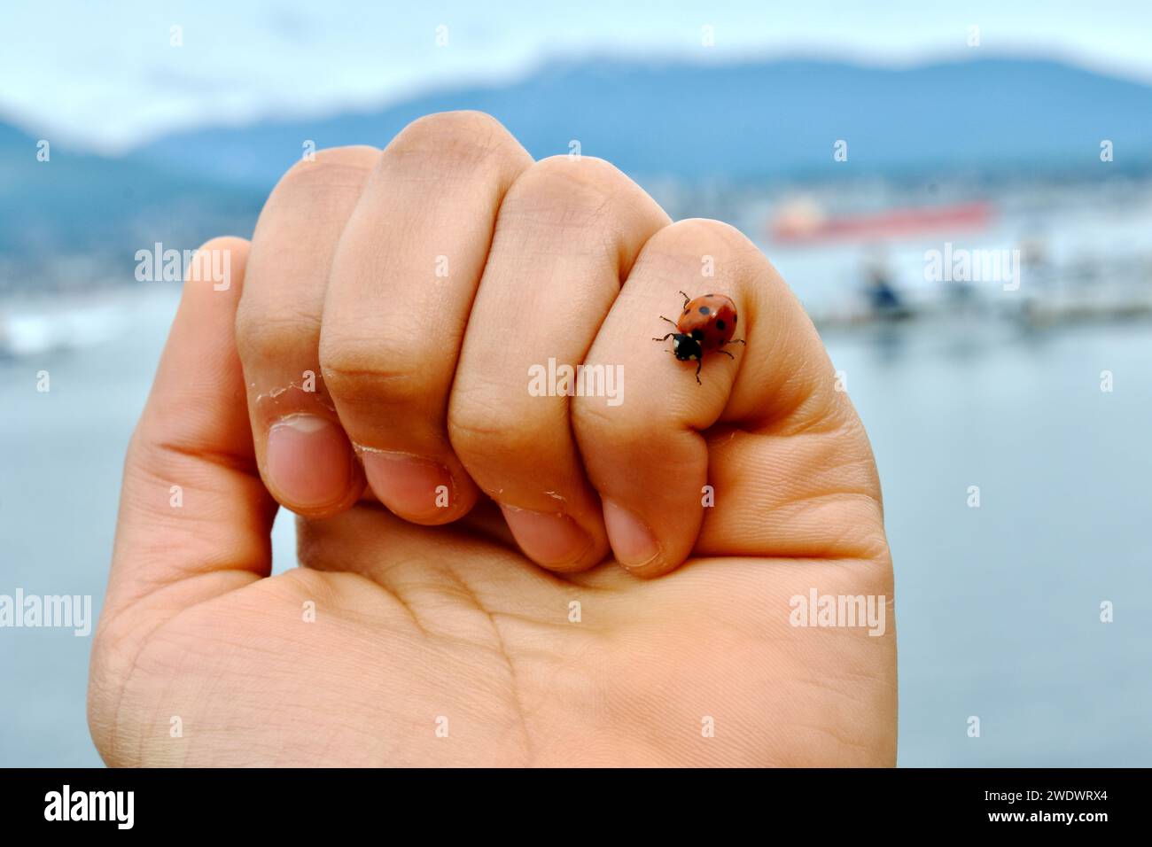 Lucky Lady Bug Hands Foto Stock