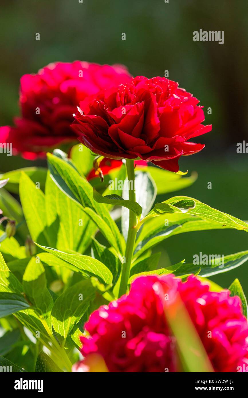 Teste grandi di peonia rossa o fiori di peonia Foto Stock