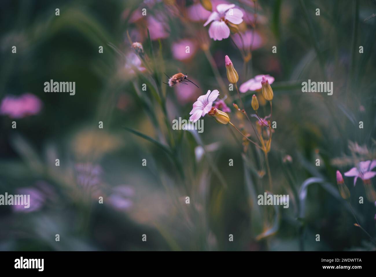 Il galleggiante in lana si libra con il suo lungo tronco su un garofano rosa. Le piccole api lanose si librano nel prato verde smeraldo Foto Stock