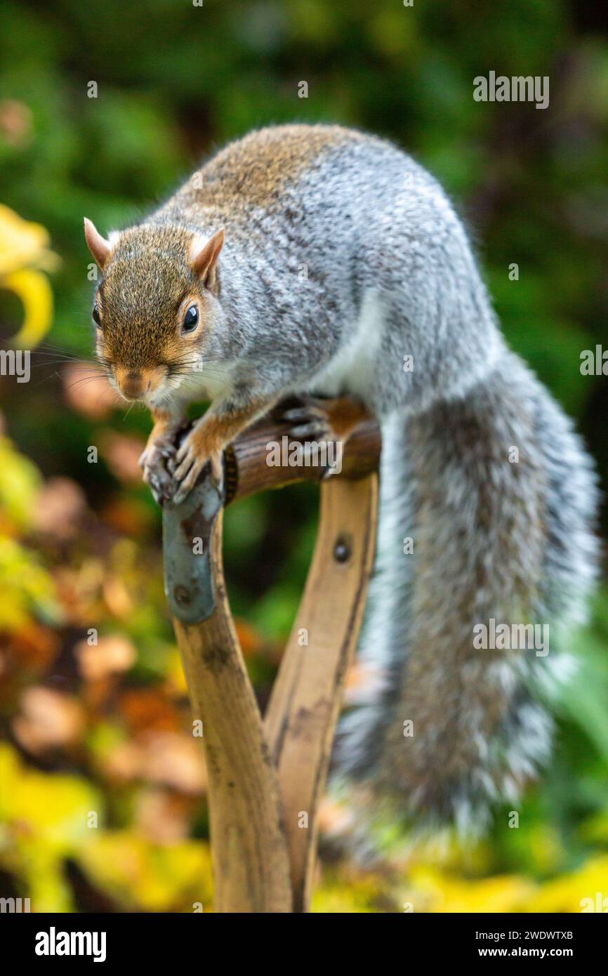 Eastern Grey Squirrel Sciurus carolinensis su un manico di vanga Foto Stock