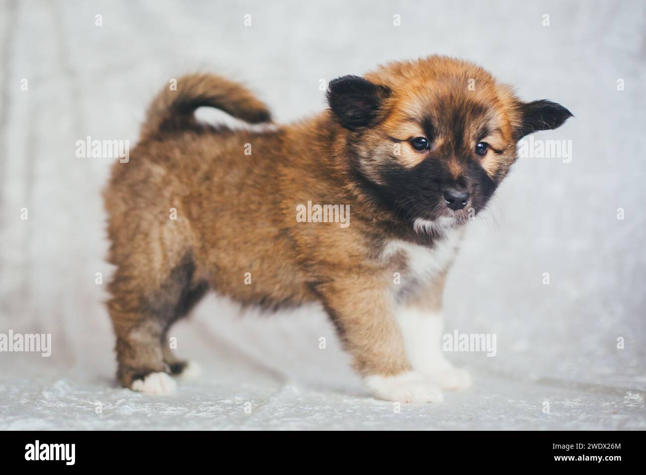 Cucciolo di cane islandese, 6 settimane Foto Stock