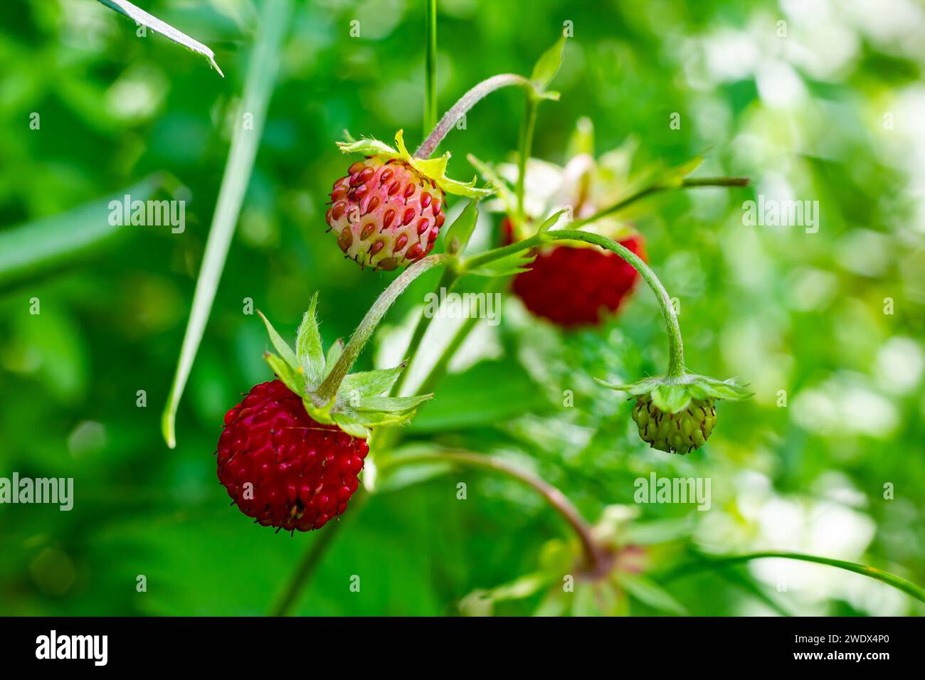 Foto macro di Fragaria vesca, comunemente chiamata fragola selvatica. Foto Stock