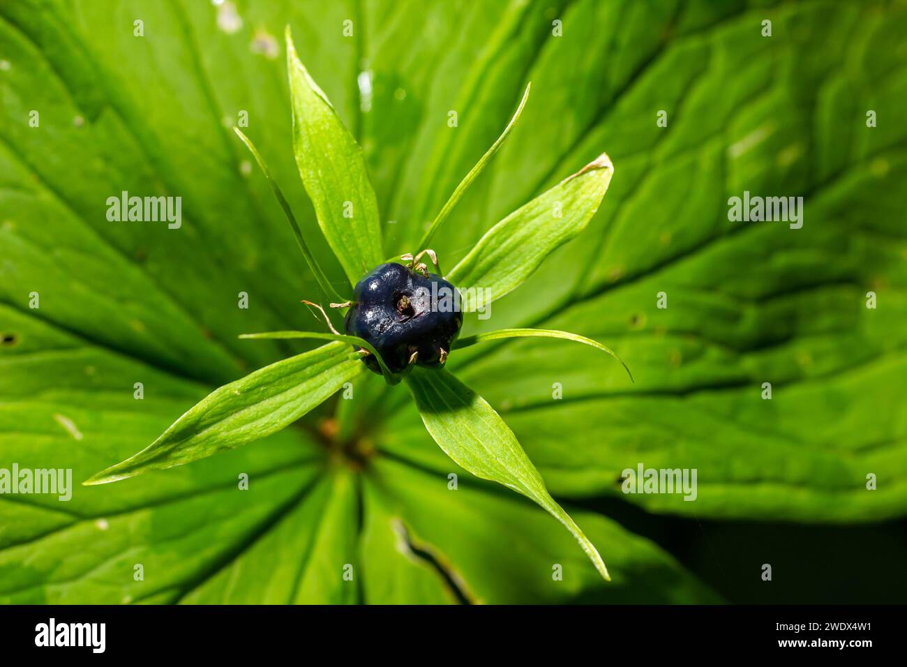 Quadrifolia di Parigi, Herb Parigi. Pianta selvaggia sparata in estate. Foto Stock