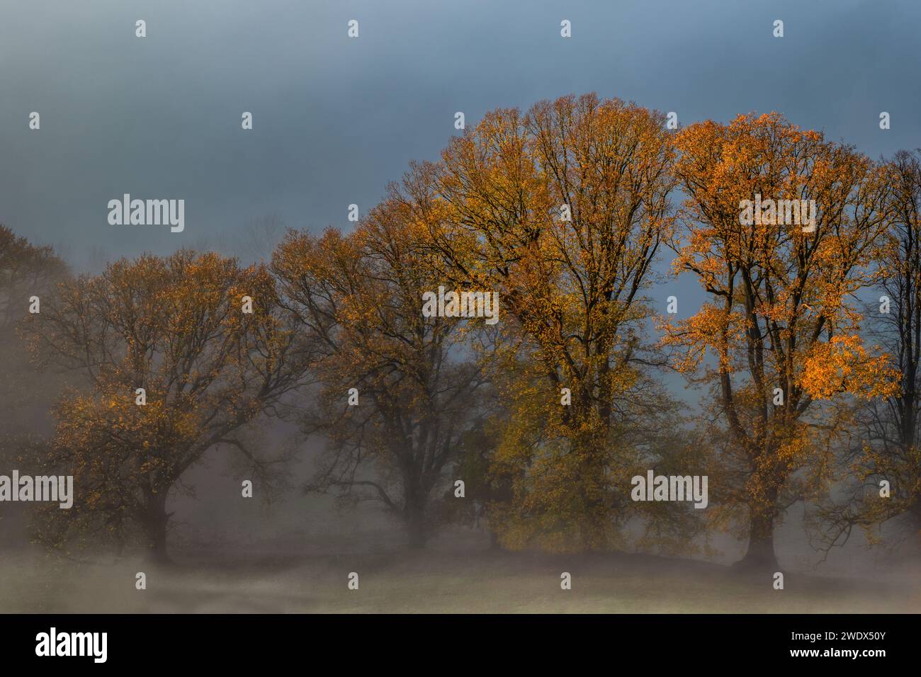 Alberi di autunno Foto Stock