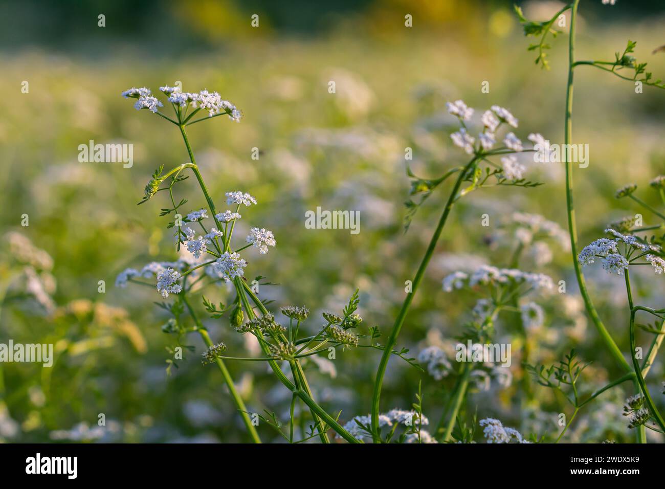 Conium maculatum, colloquialmente noto come hemlock, hemlock velenoso o hemlock selvatico, è una pianta erbacea biennale altamente velenosa in fiore nel carr Foto Stock