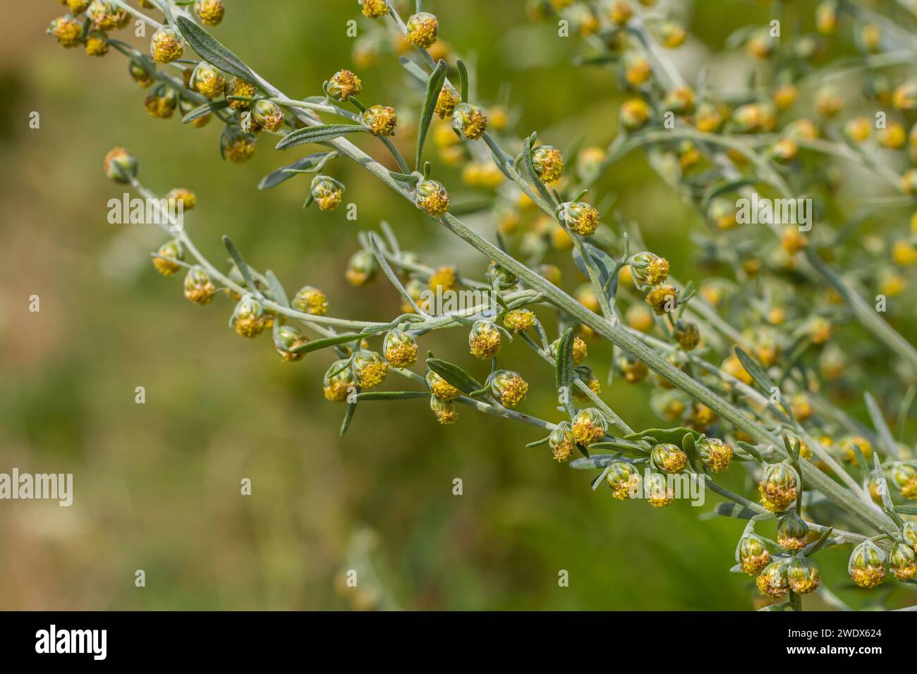 Foglie grigie verdi di Wormwood con bellissimi fiori gialli. Artemisia absinthium absinthium, adsinthe pianta di fioritura del legno d'erba, primo piano macro. Foto Stock