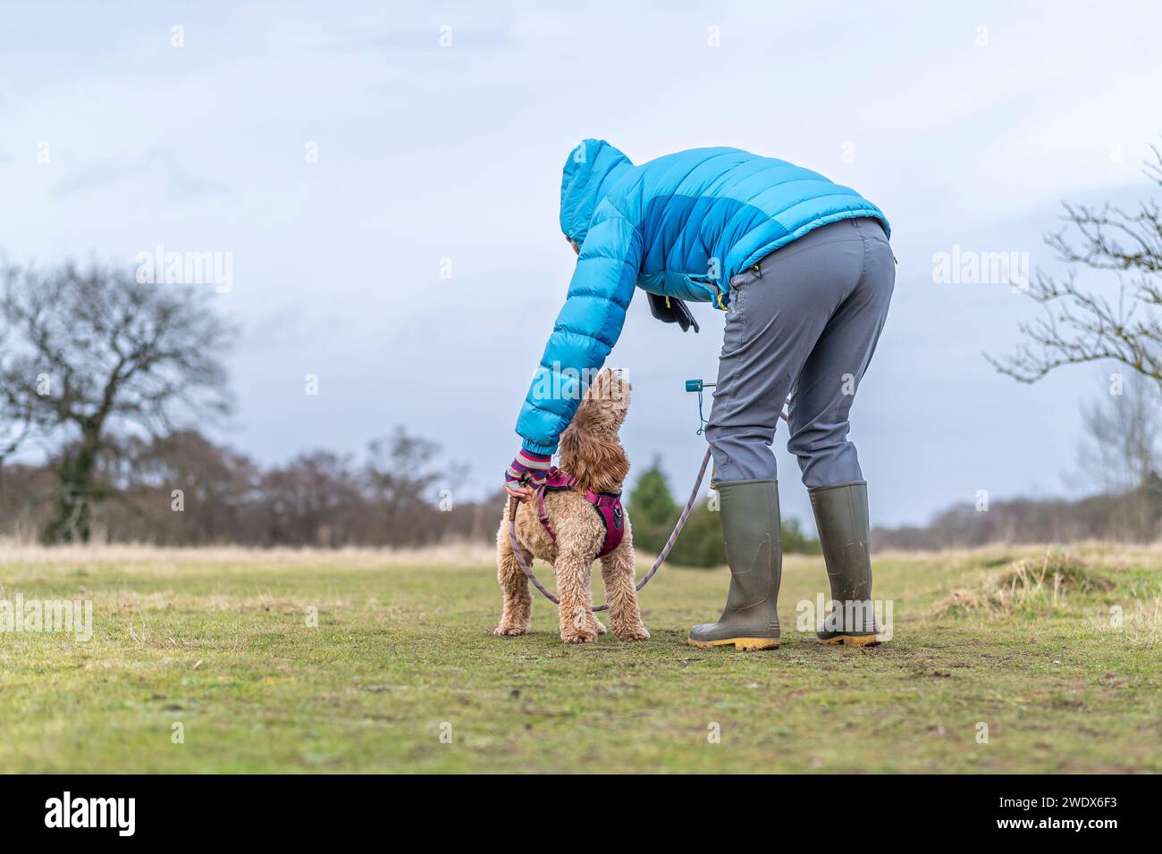 Un cane da cockerpoo giocoso che guarda affettuosamente il proprietario in aperta campagna. Foto Stock