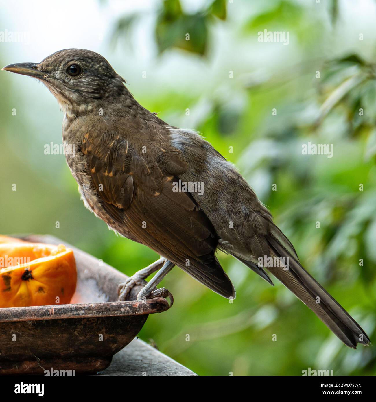 Il mughetto di cacao (Turdus fumigatus) è un mughetto di riproduzione residente in Sud America Foto Stock
