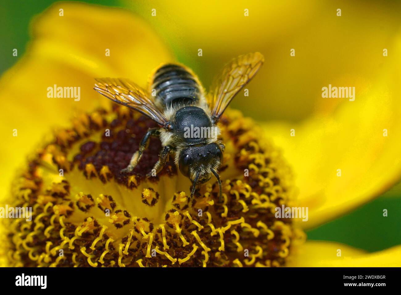 Primo piano naturale su un'ape taglialegna patchwork, Megachile centuncularis su un'autumnale di Helenium arancione Foto Stock