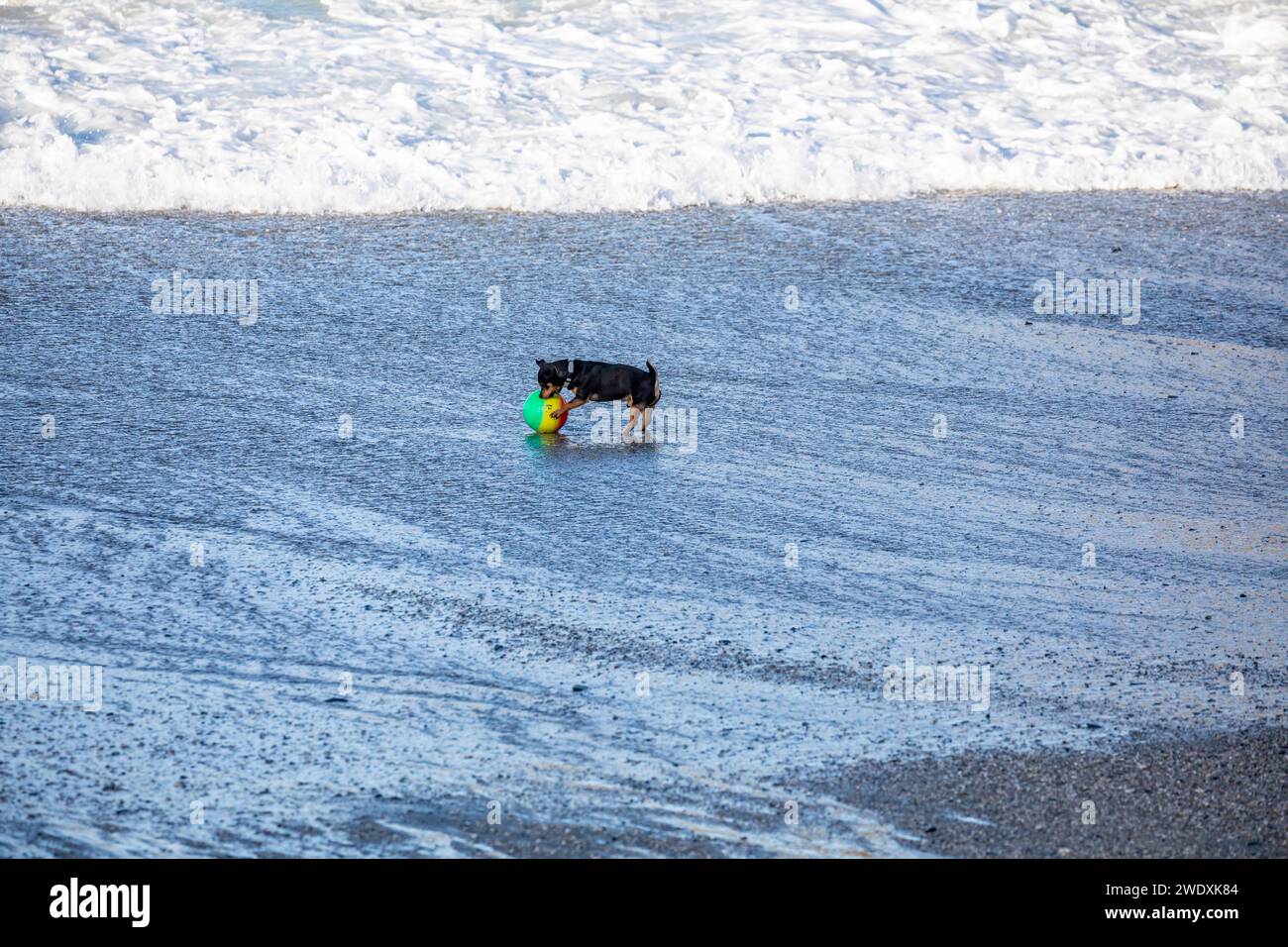 Portreath, Cornovaglia, 22 gennaio 2024, Un piccolo cane cerca di salvare una grande palla nella surf, dopo la tempesta Isha, che attraversava il sud-ovest, c'erano ancora grandi onde e mari tempestosi a Portreath, in Cornovaglia. La temperatura era di 10C e le previsioni sono che i venti soffocanti continuino tutta la giornata davanti a Storm Jocelyn, prevista per domani. Crediti: Keith Larby/Alamy Live News Foto Stock