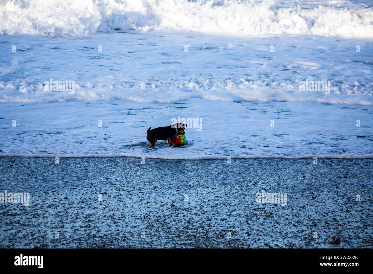 Portreath, Cornovaglia, 22 gennaio 2024, Un piccolo cane cerca di salvare una grande palla nella surf, dopo la tempesta Isha, che attraversava il sud-ovest, c'erano ancora grandi onde e mari tempestosi a Portreath, in Cornovaglia. La temperatura era di 10C e le previsioni sono che i venti soffocanti continuino tutta la giornata davanti a Storm Jocelyn, prevista per domani. Crediti: Keith Larby/Alamy Live News Foto Stock