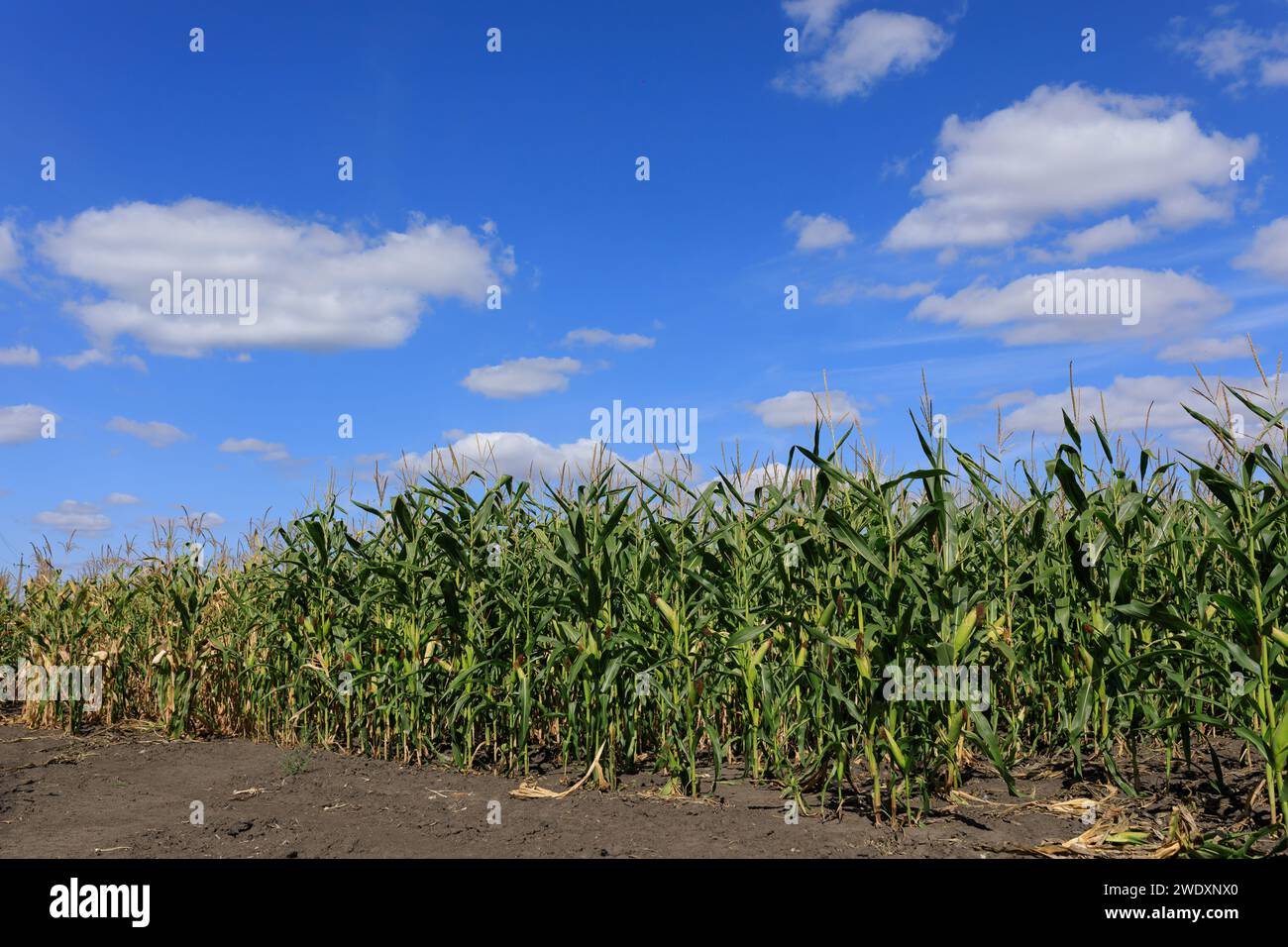 raccolto di mais in campo, cielo blu. Foto di alta qualità Foto Stock