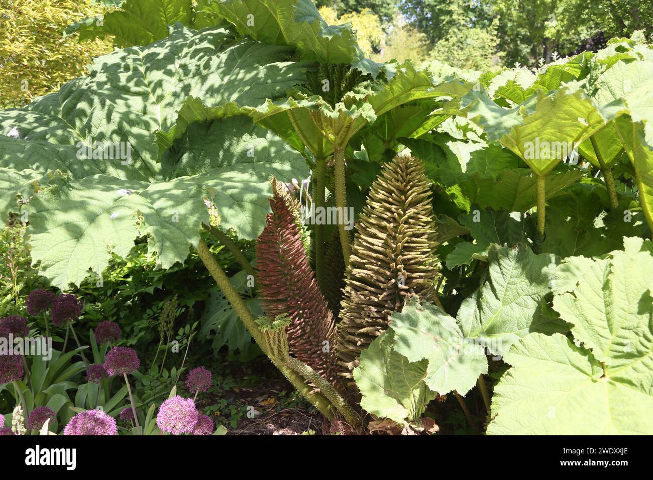 Gunnera Cryptica e Alliums a Garden Surrey, Inghilterra Foto Stock