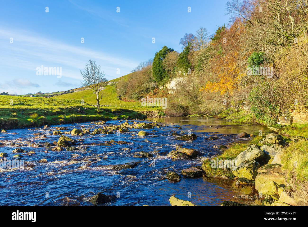 Il fiume Swale alla fine dell'autunno con alberi senza foglie e rimangono solo le foglie sempreverdi e di quercia dorata. Swaledale nello Yorkshire Dales, Regno Unito. Spazio Foto Stock