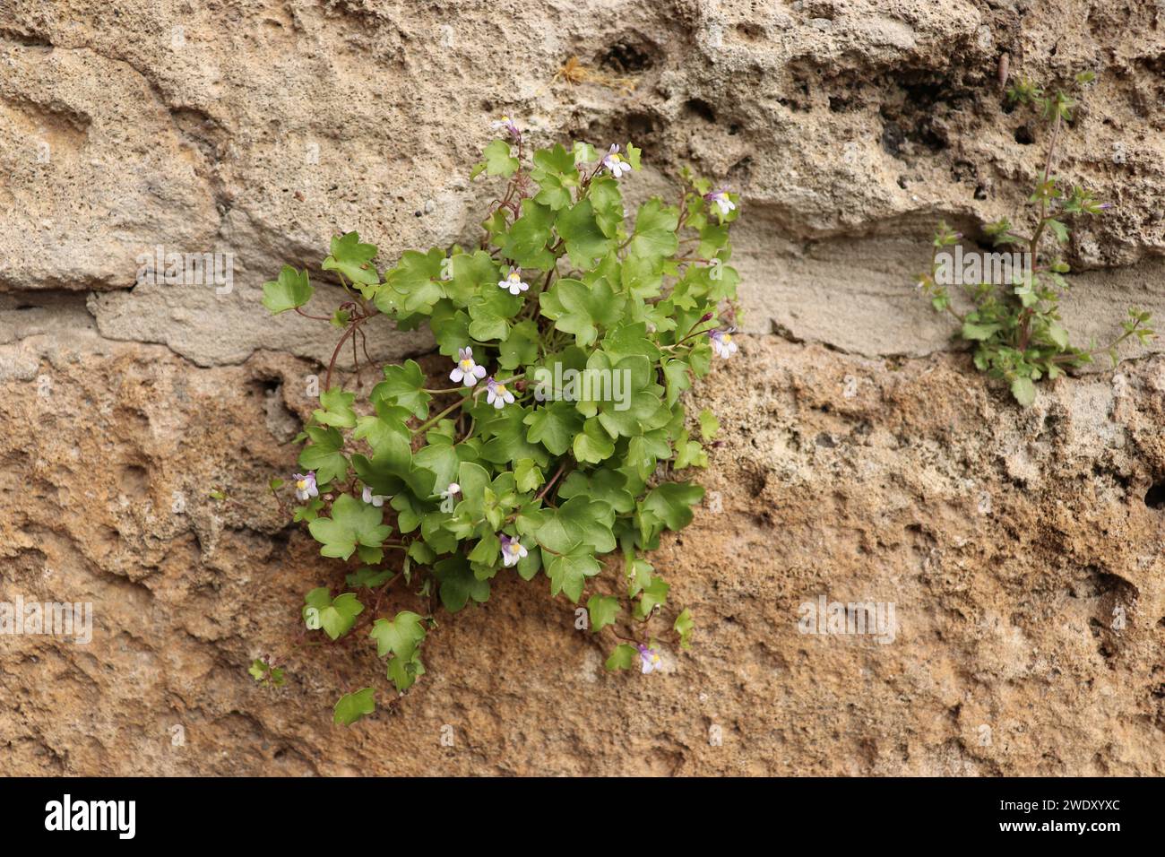 Antiche pietre ricoperte di edera Foto Stock