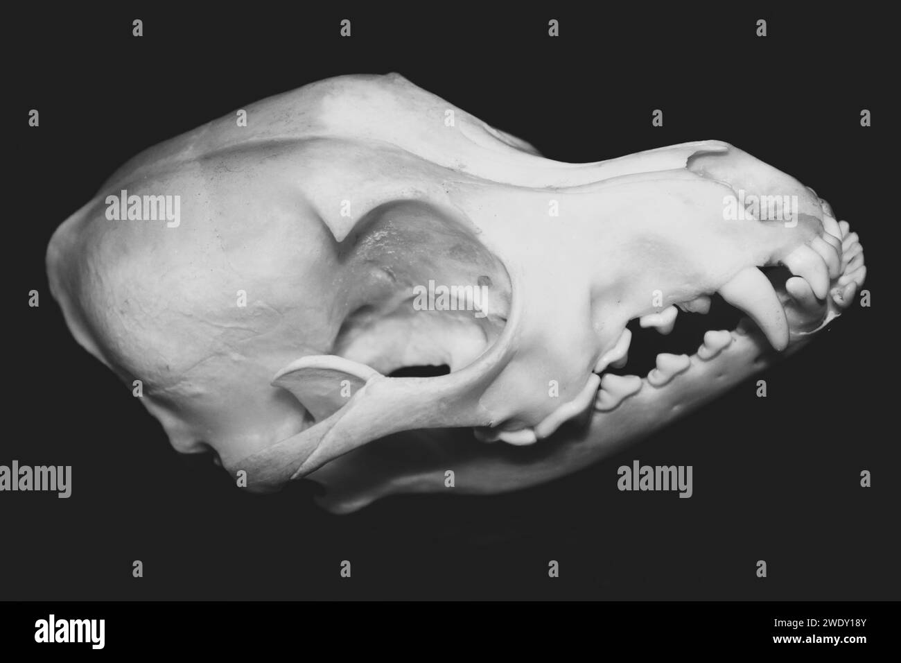 Primo piano sul cranio di un cane, visto di lato. Fotografia in bianco e nero. Vero canis lupus familiaris, esemplare museale. Foto Stock