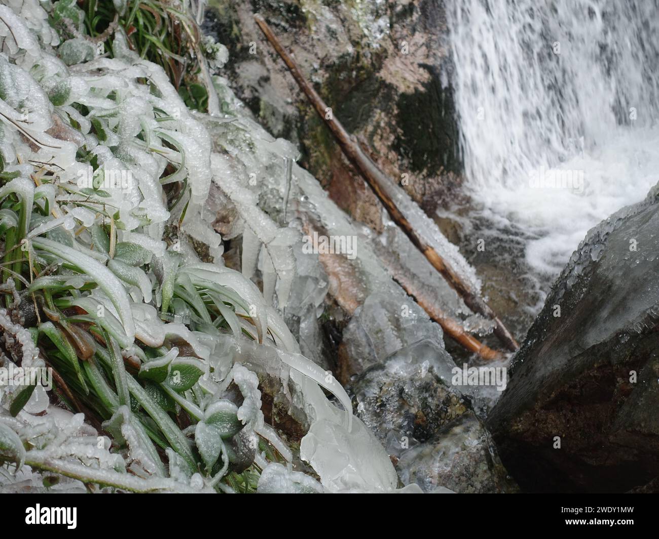 Un paesaggio sereno caratterizzato da acqua ghiacciata che scorre accanto a massi massicci in un ambiente boscoso, adornato da una vegetazione lussureggiante Foto Stock