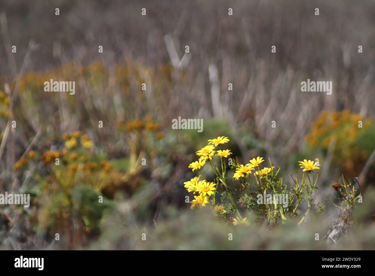 I fiori gialli tappezzano il terreno di Channel Island Foto Stock