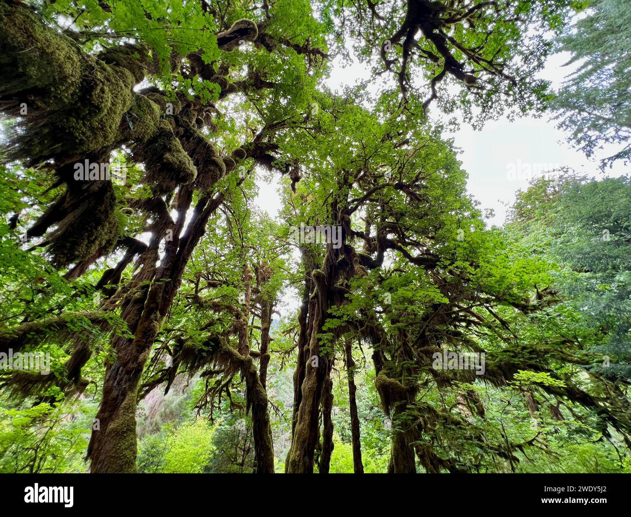 Foresta pluviale di Hoh nel Parco Nazionale Olimpico Foto Stock