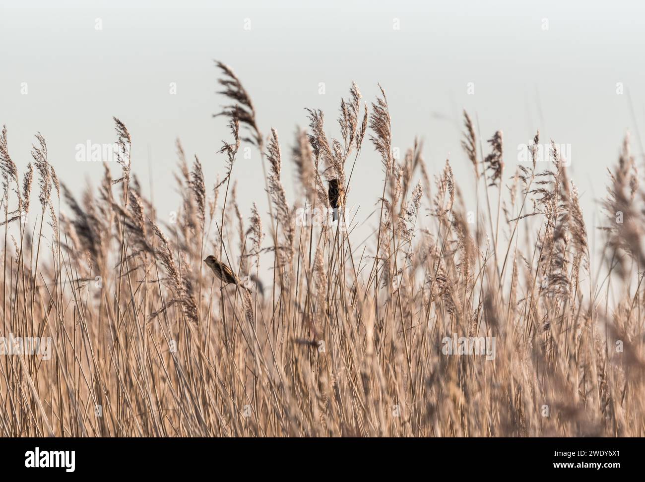 Bunting arroccato (Emberiza schoeniclus) Foto Stock