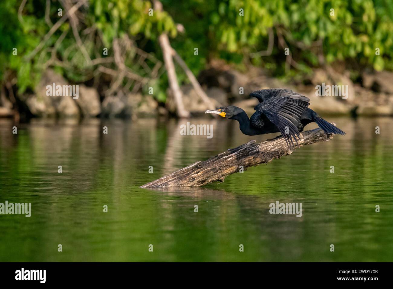 Black Cormorant impostato su Launch on a log Foto Stock