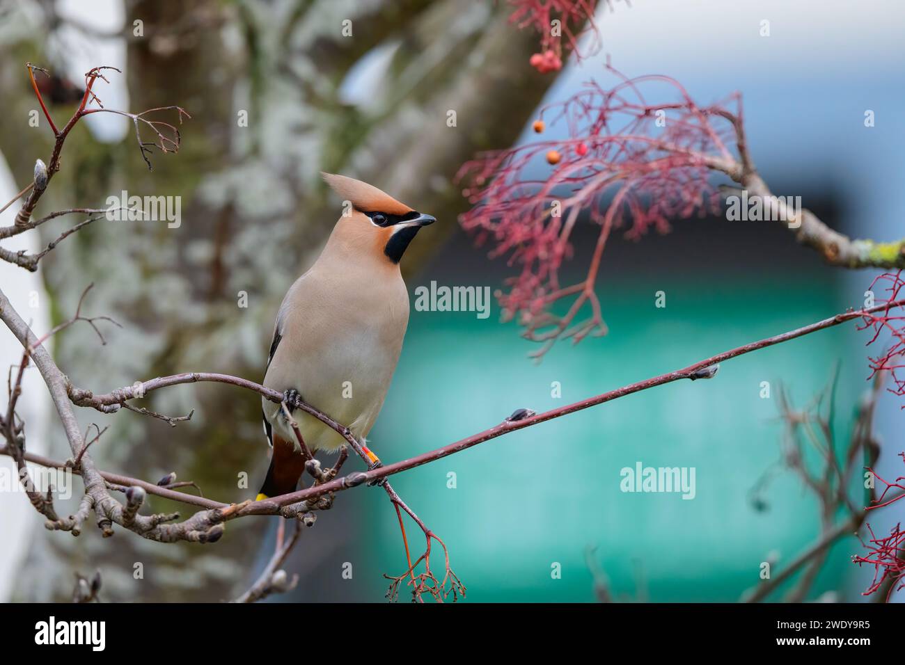 Waxwing, Bombycilla garrulus, arroccato nel Bush Foto Stock