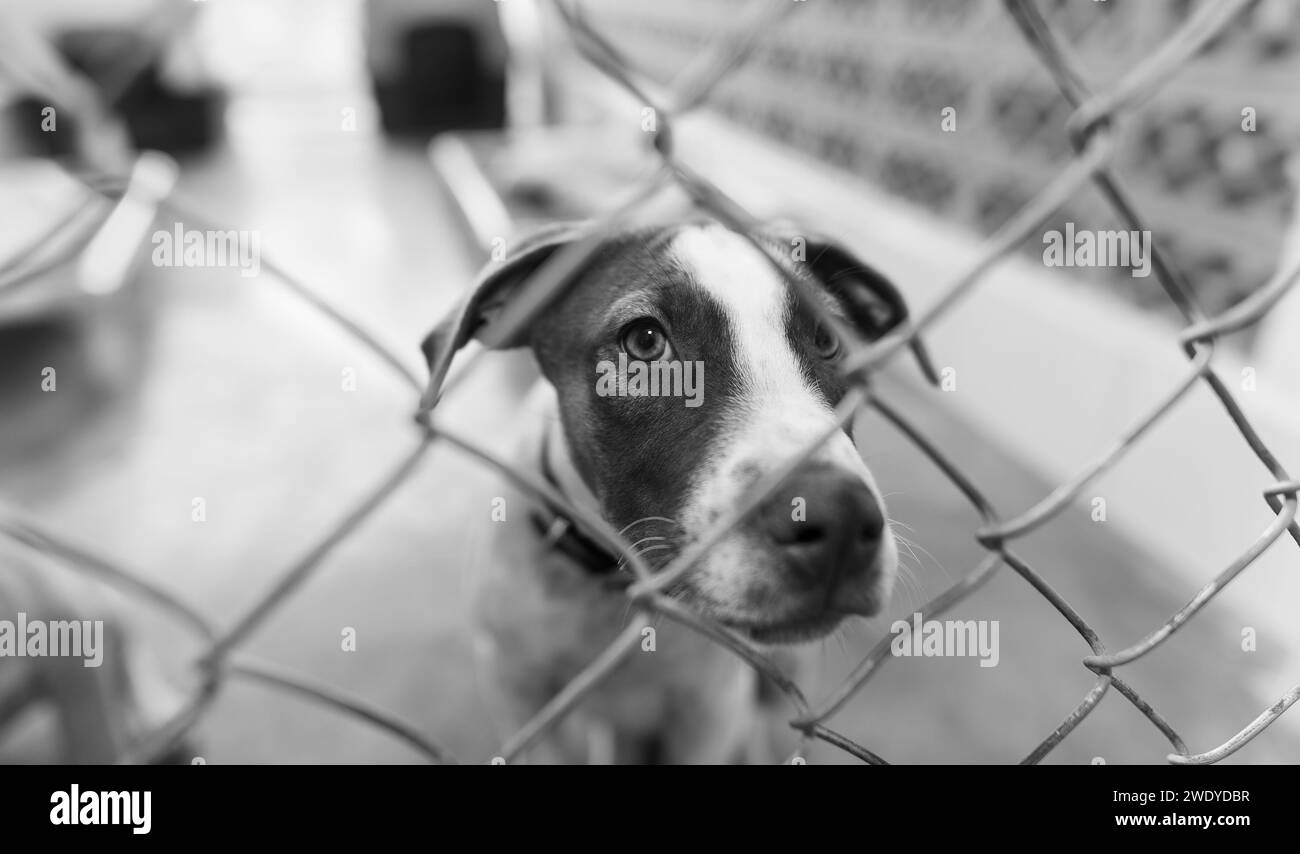 Un cane Rescue Adopt sta cercando un'adozione da un rifugio per animali Foto Stock
