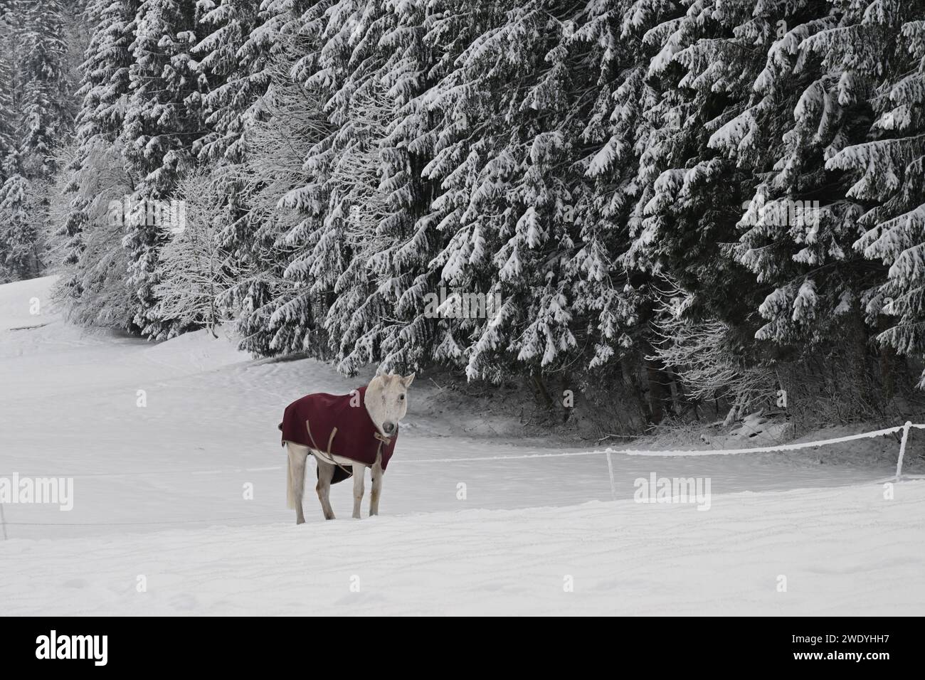 Cavallo con abbigliamento invernale per una corsa innevata Foto Stock