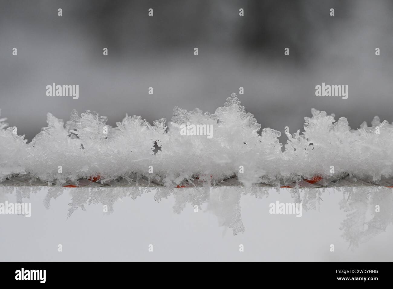 Primo piano dello stelo dell'impianto ricoperto di gelo nella neve Foto Stock