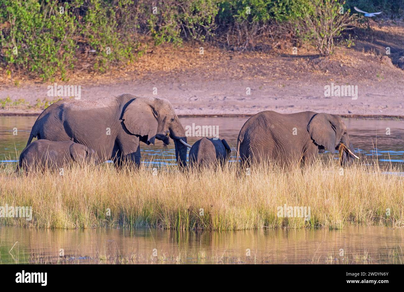 Una famiglia di elefanti che dà da mangiare a un River Bar sul fiume Chobe in Botswana Foto Stock